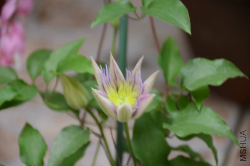 DSC_3013.JPG