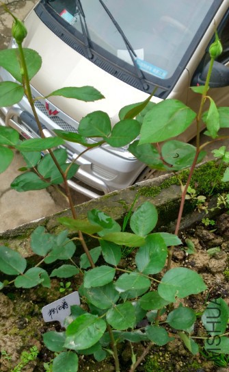 QQͼƬ20160408194937.jpg