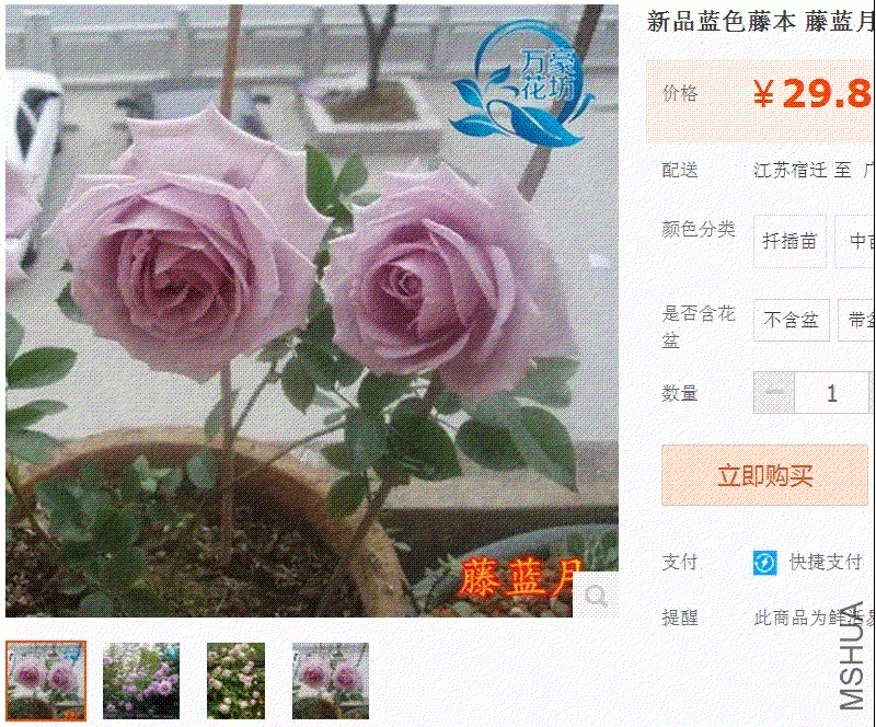 lanyue.GIF