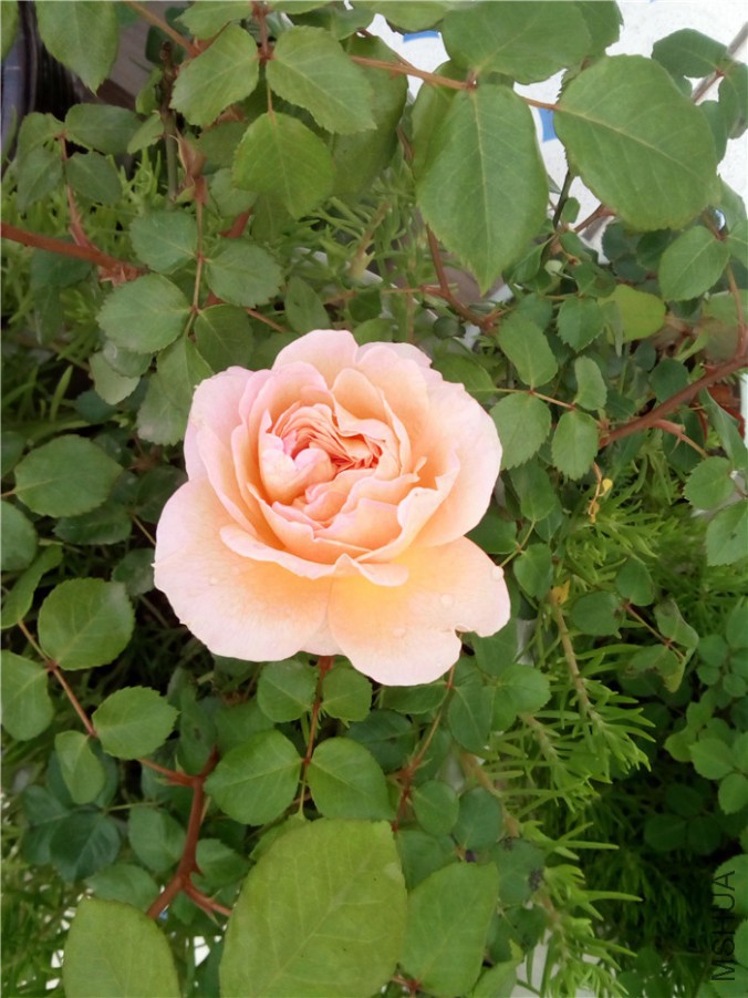 IMG_20160408_105738.jpg