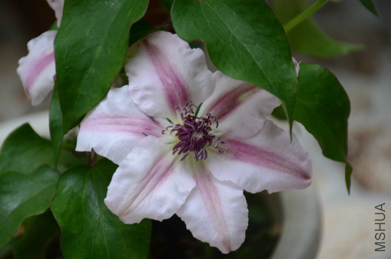DSC_3066.JPG