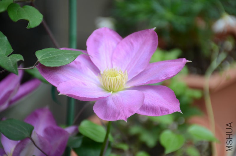 DSC_3070.JPG