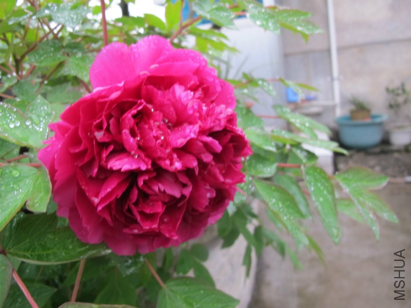 IMG_1620.JPG