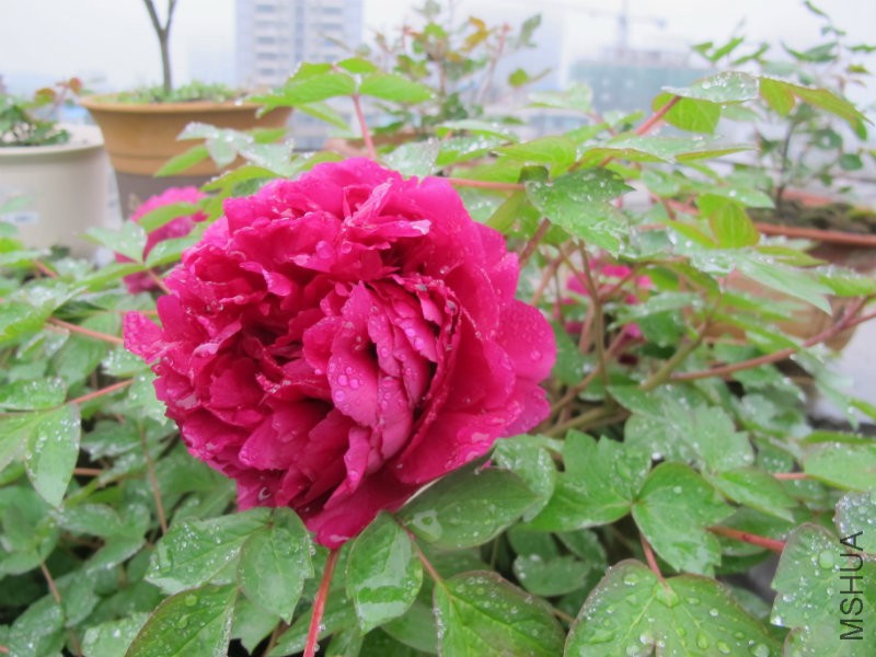 IMG_1621.JPG