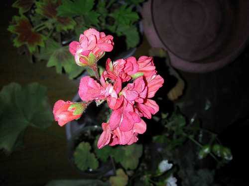 IMG_20160409_213126.jpg