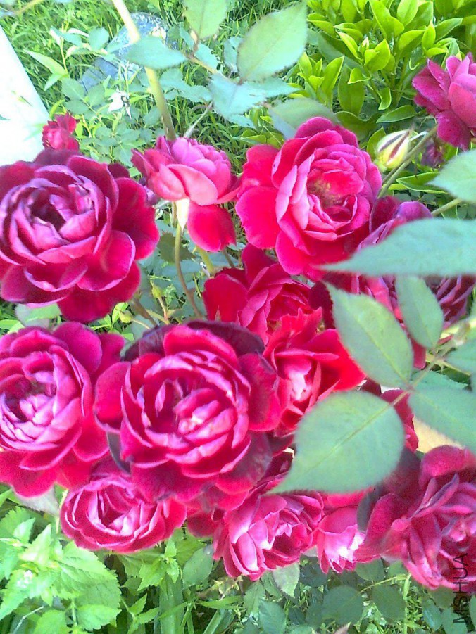 psb (16)_����.jpg