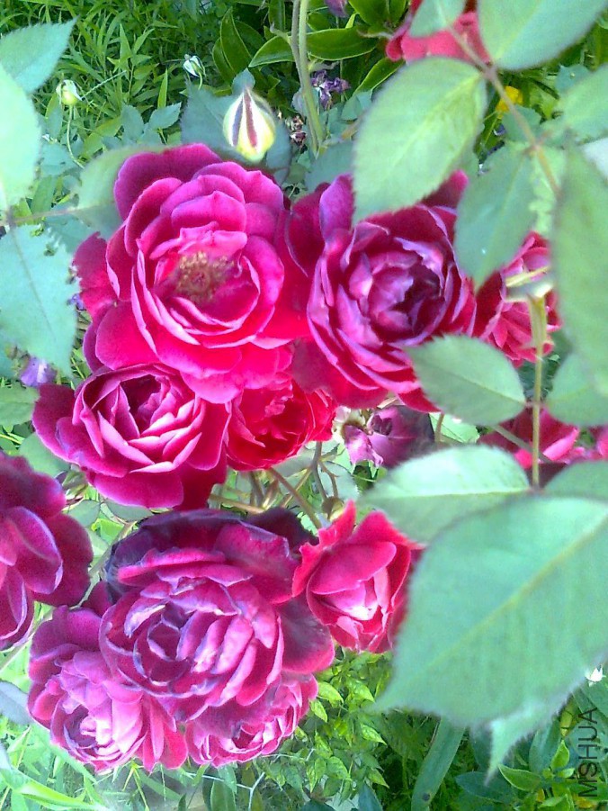 psb (17)_����.jpg