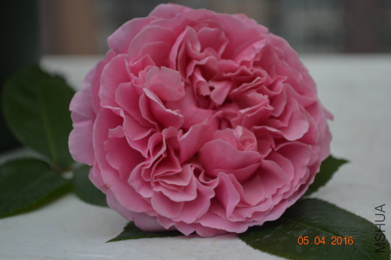 DSC_0001.JPG