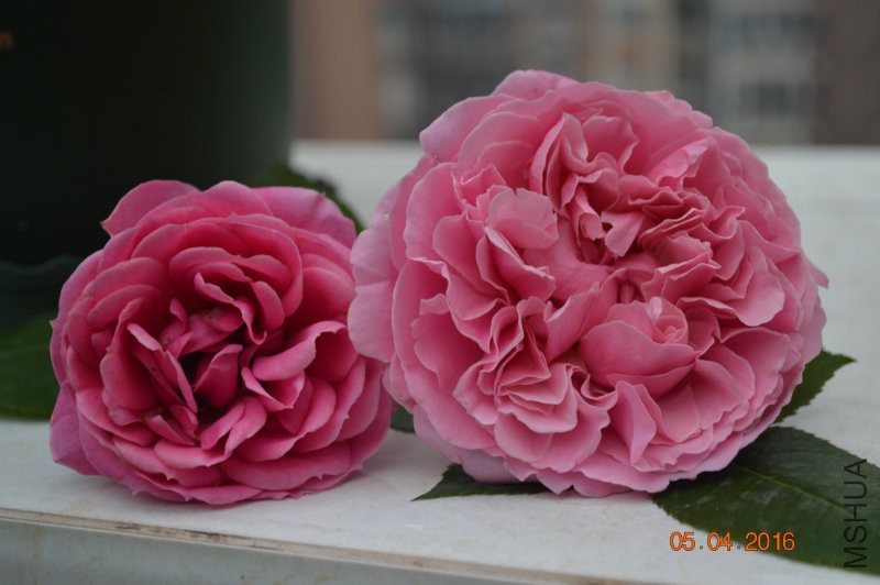 DSC_0002.JPG