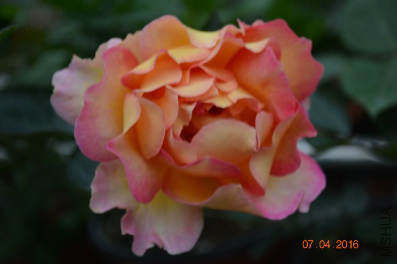 DSC_0021.JPG