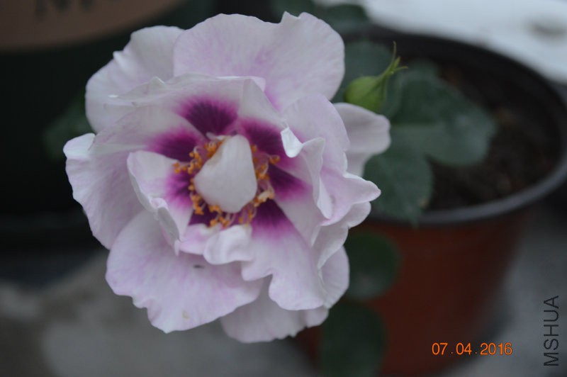DSC_0020.JPG