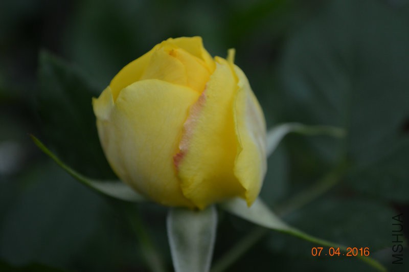 DSC_0023.JPG