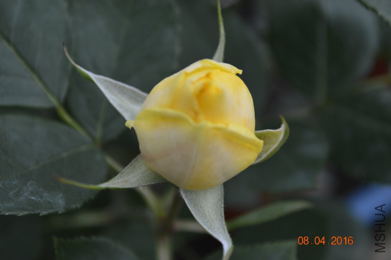 DSC_0064.JPG