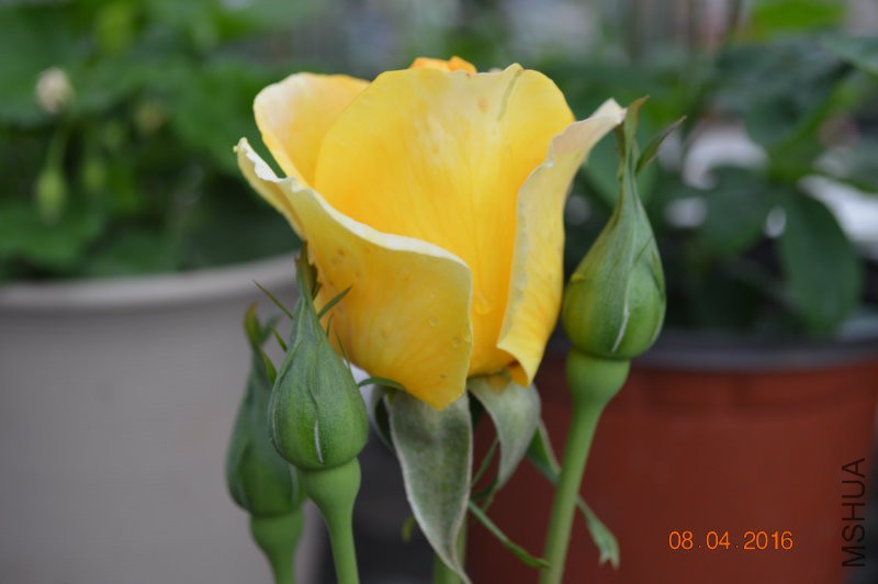 DSC_0061.JPG