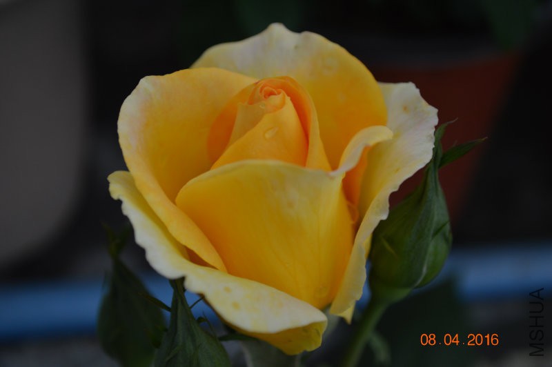 DSC_0062.JPG