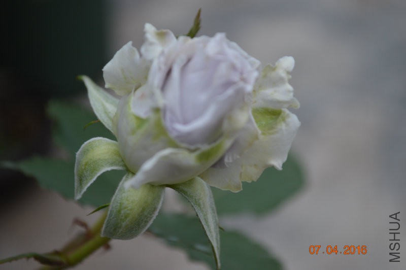 DSC_0026.JPG