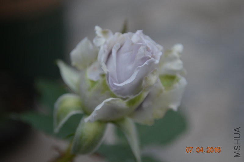 DSC_0027.JPG