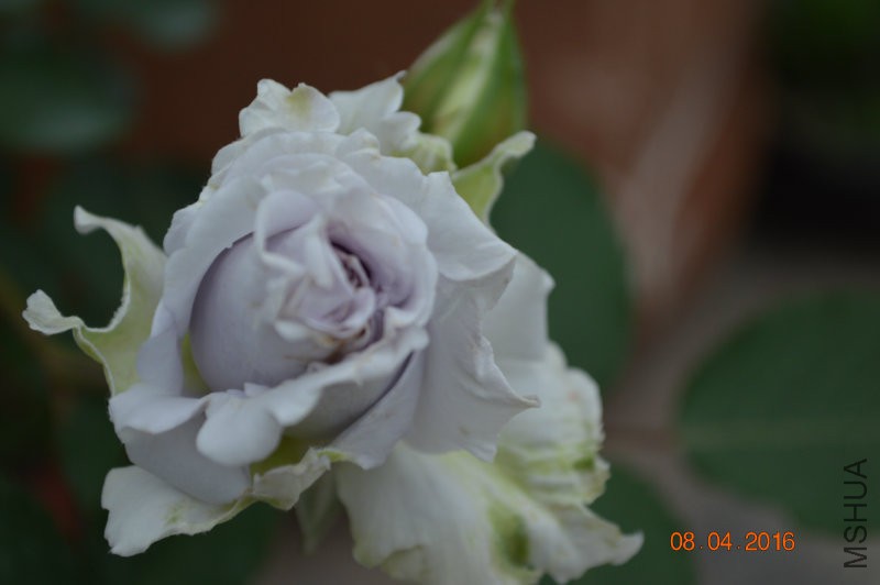 DSC_0070.JPG