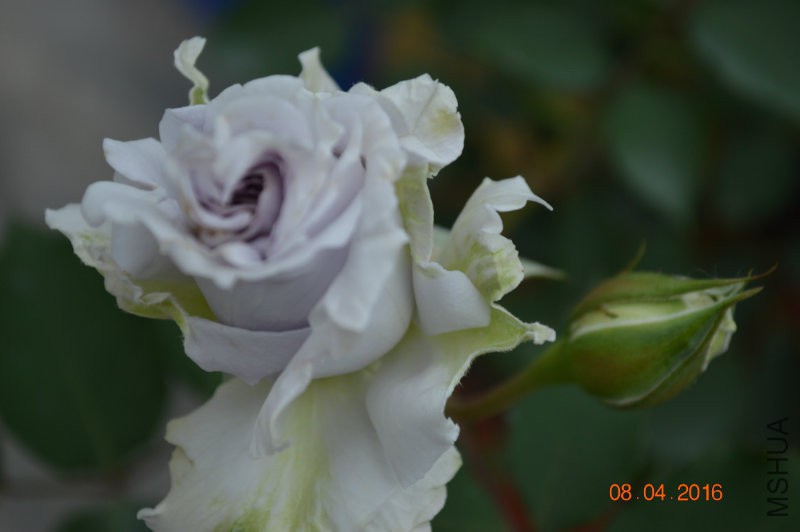 DSC_0071.JPG