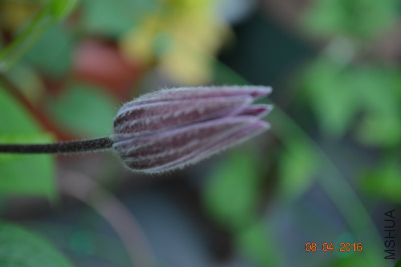 DSC_0076.JPG