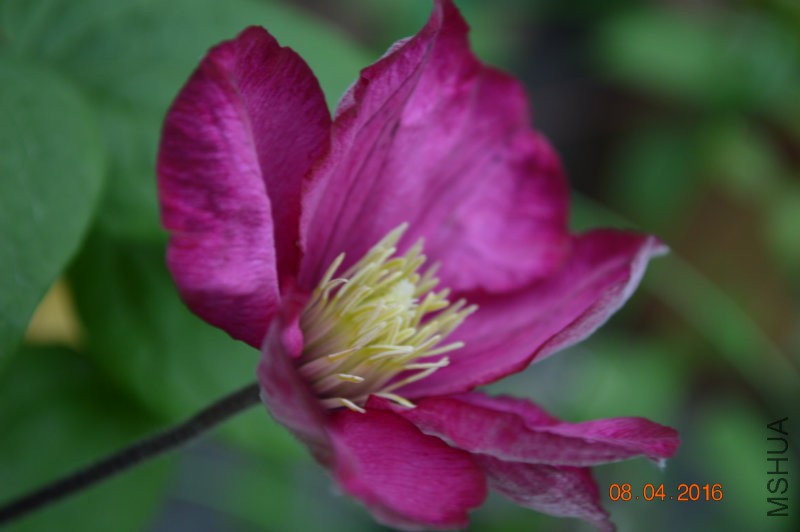 DSC_0077.JPG