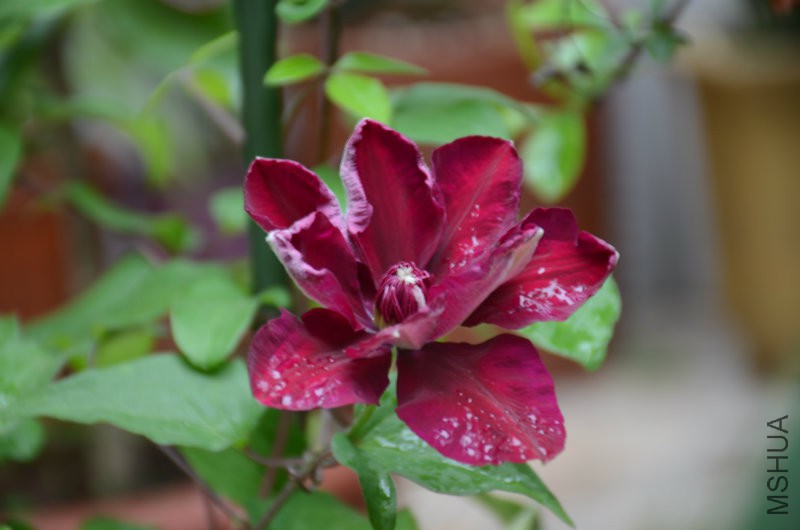 DSC_3106.JPG