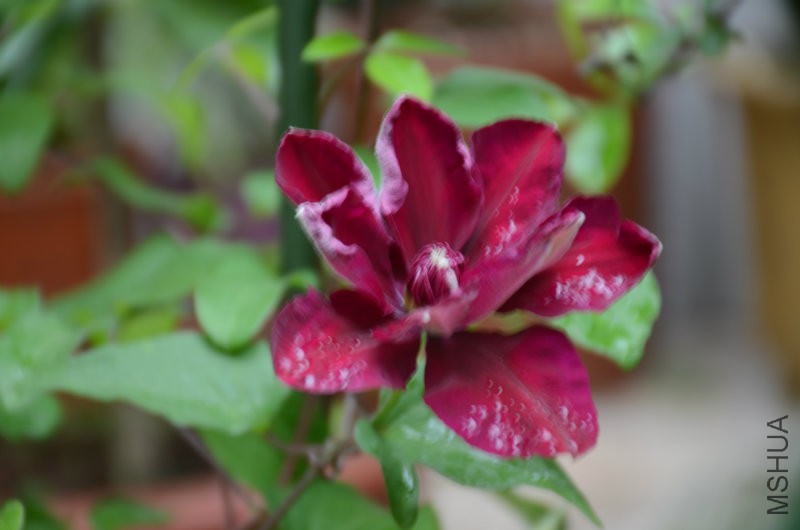 DSC_3108.JPG