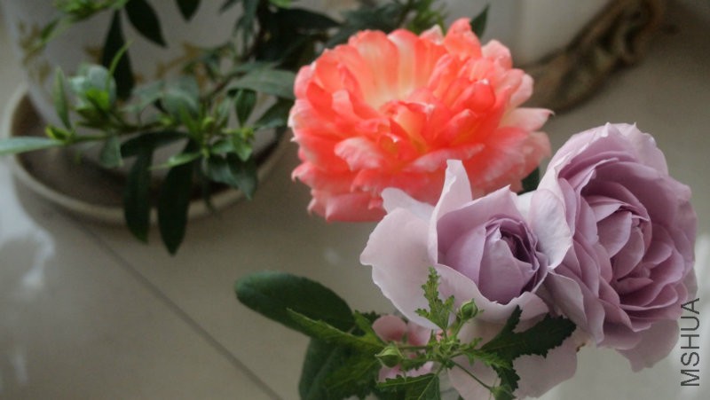 ��ƿҲ����