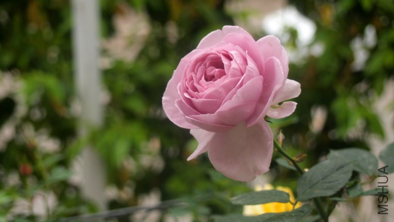 ֵ��ӵ�е���ɫϵ�¼���