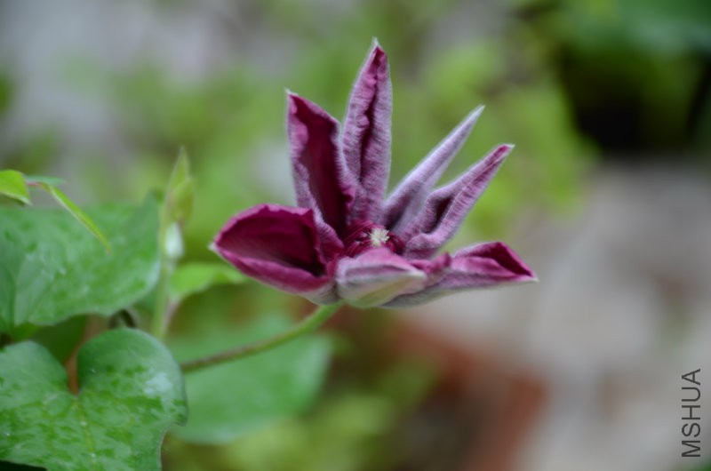 DSC_3110.JPG