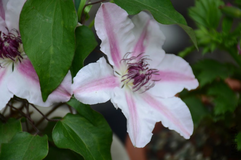 DSC_3119.JPG