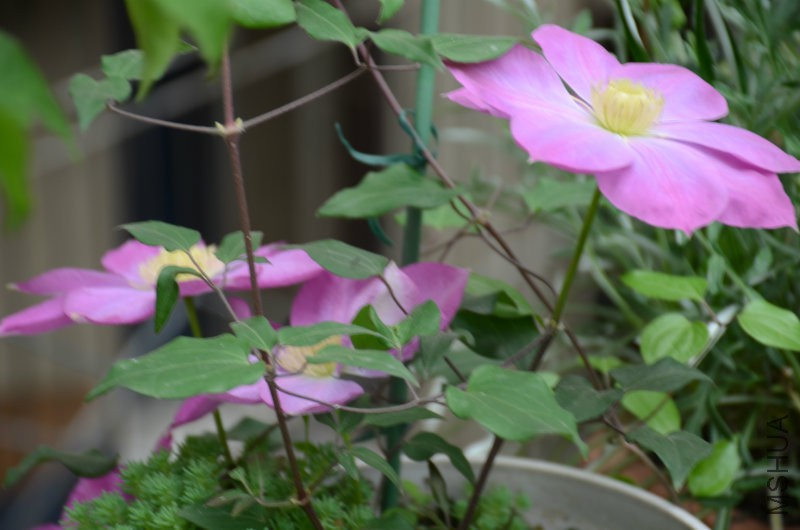 DSC_3121.JPG