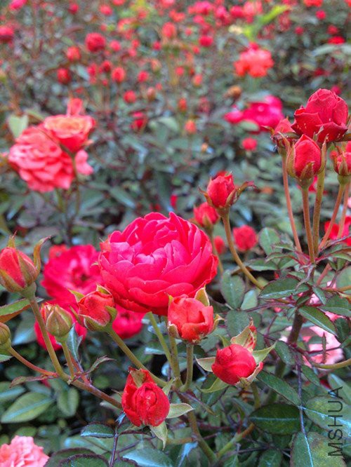春游IMG_0284.JPG