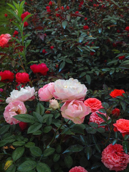 春游IMG_0286.JPG