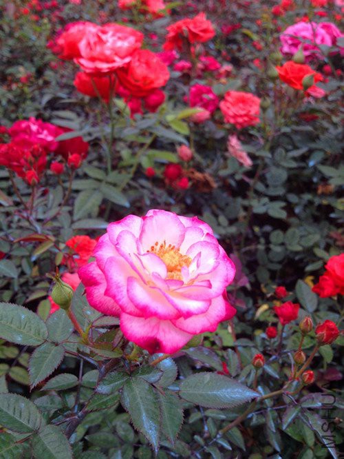 春游IMG_0306.JPG
