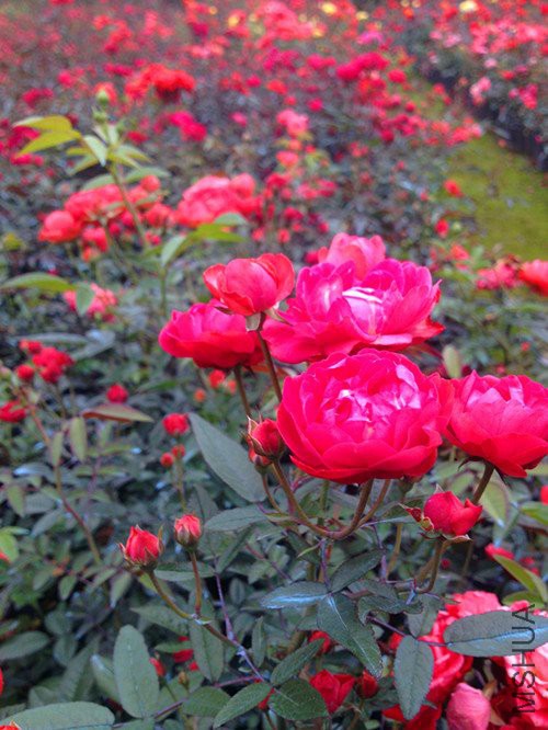 春游IMG_0307.JPG