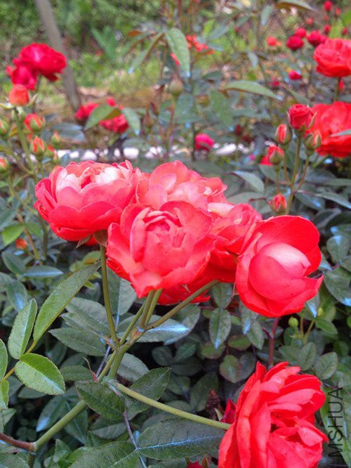 春游IMG_0310.JPG