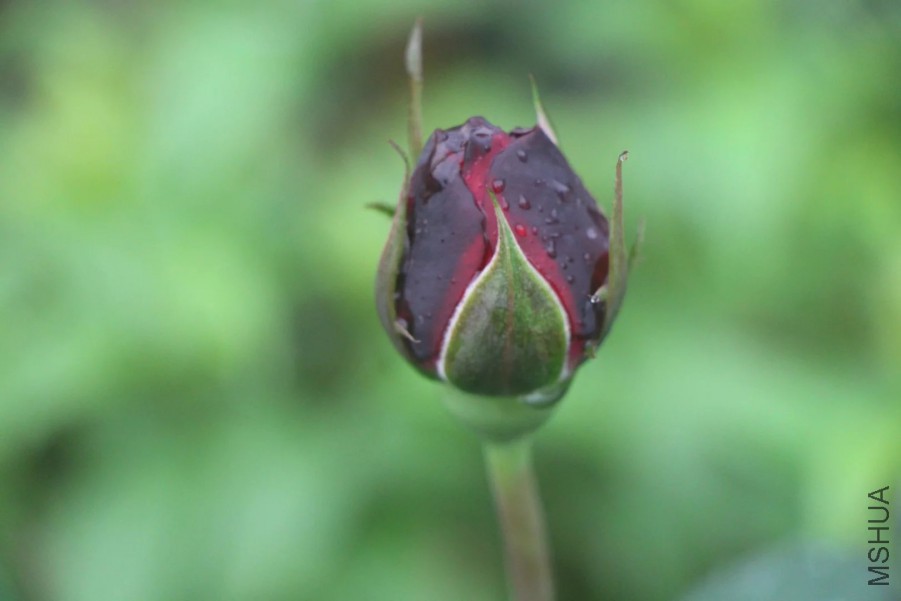 psb (30).jpg