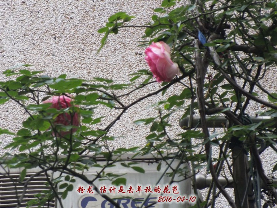 2016.4.10���� 010_����.jpg