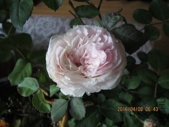 ��ױ¥2016-04-0807.jpg