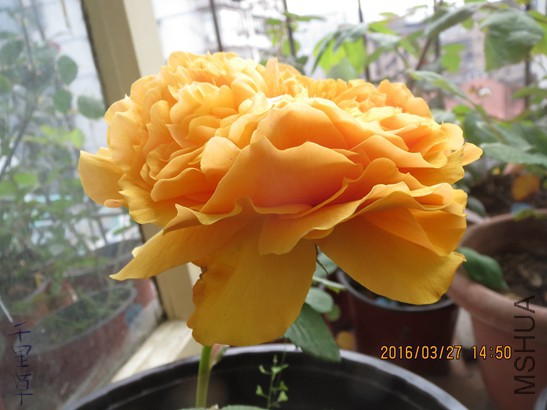 ����ͼͼ2016-03-2702.jpg