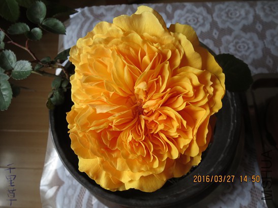 ����ͼͼ2016-03-2701.jpg