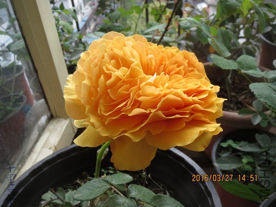 ����ͼͼ2016-03-2703.jpg