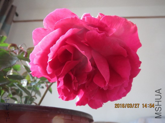 �����2016-03-2704.jpg