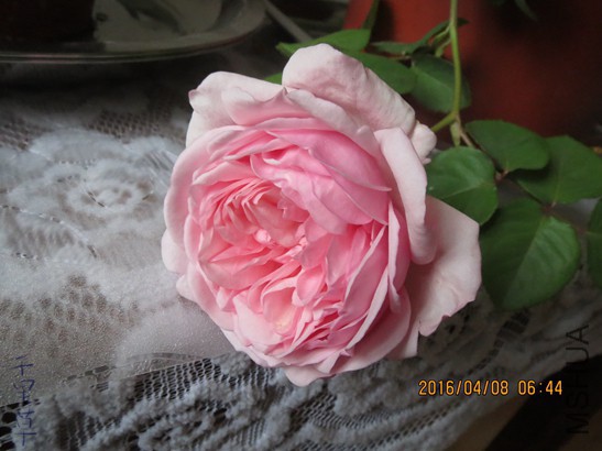 ʥ���󲼼�2016-04-0808.jpg