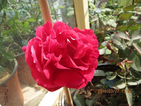 �����2016-03-2706.jpg