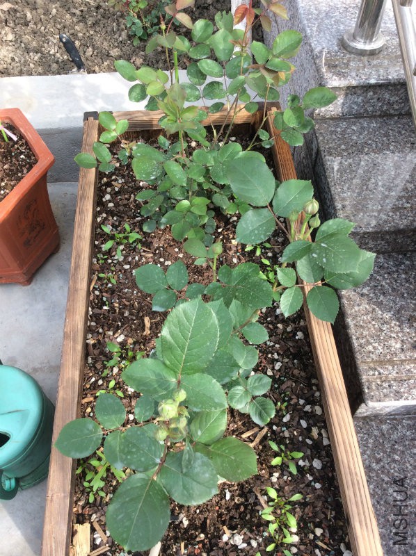 ������ ��԰��������Ӧ�ò��᲻�԰��