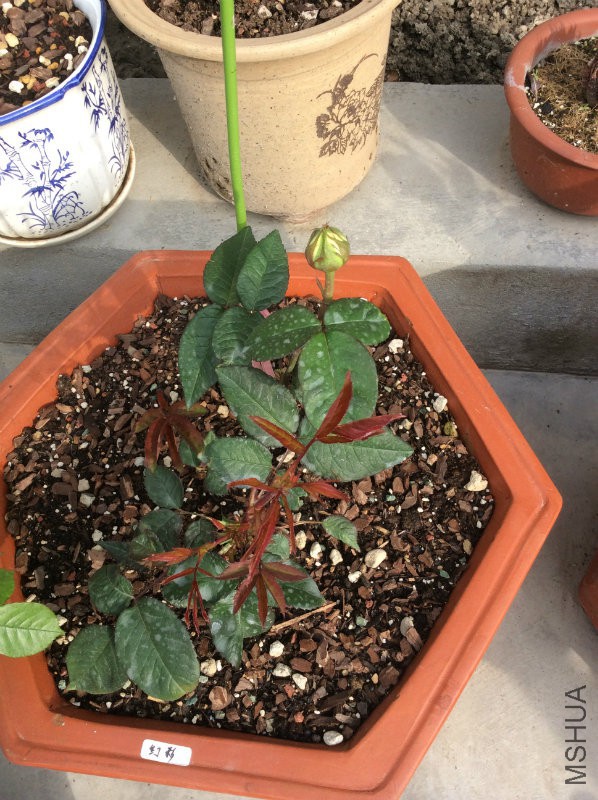 �òʣ�����һ���󻨰�