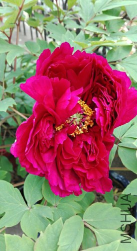 H1-1-20160409.jpg