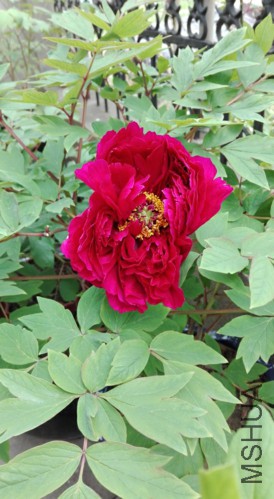 H1-2-20160409.jpg